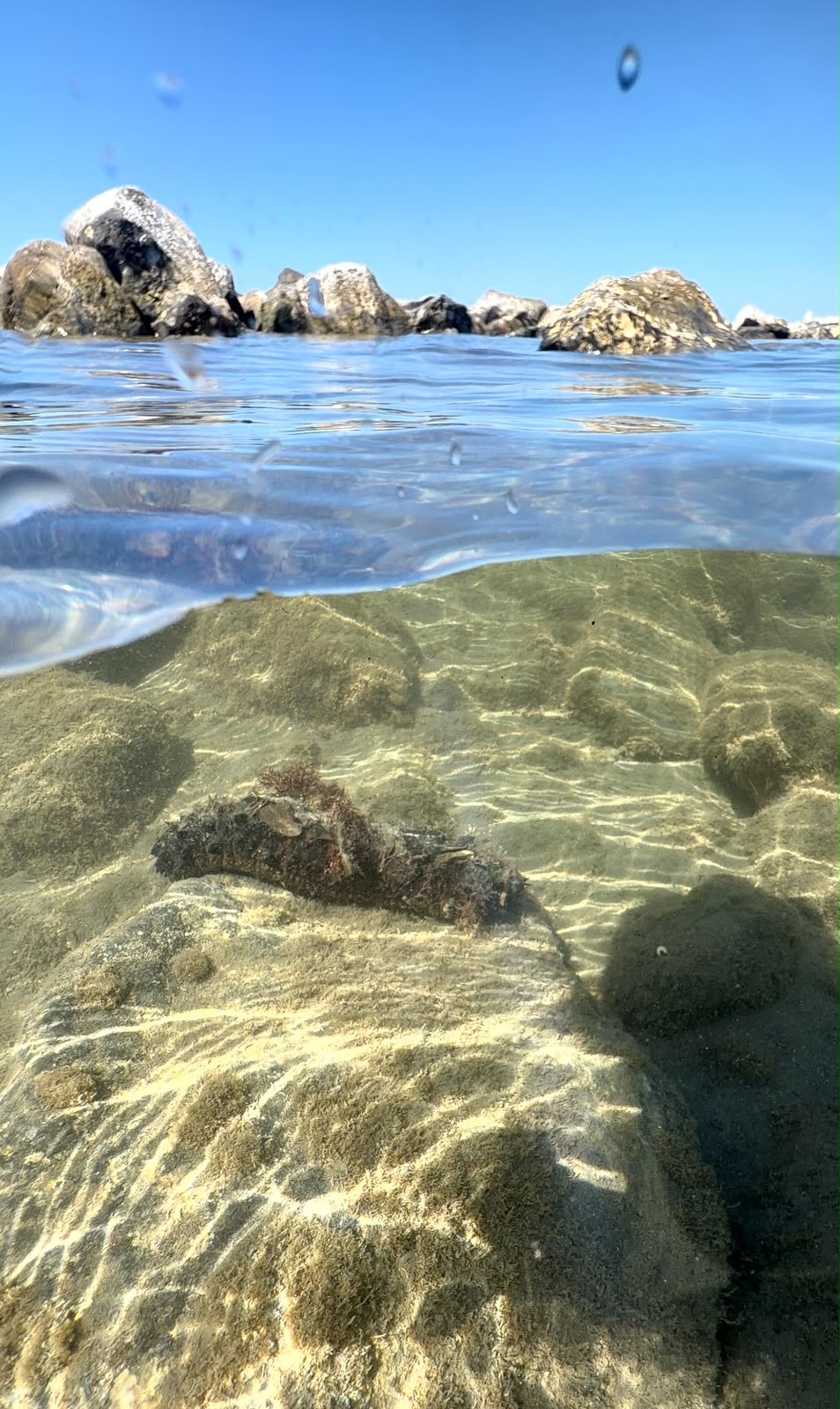 L''oloturia, un''isola vivente